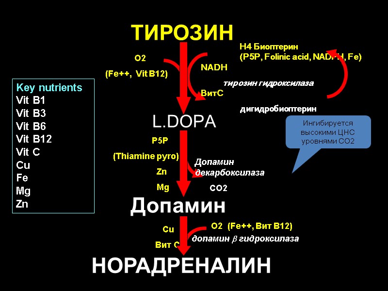 НОРАДРЕНАЛИН ТИРОЗИН L.DOPA Допамин          